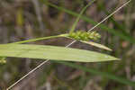 Gohlson's sedge